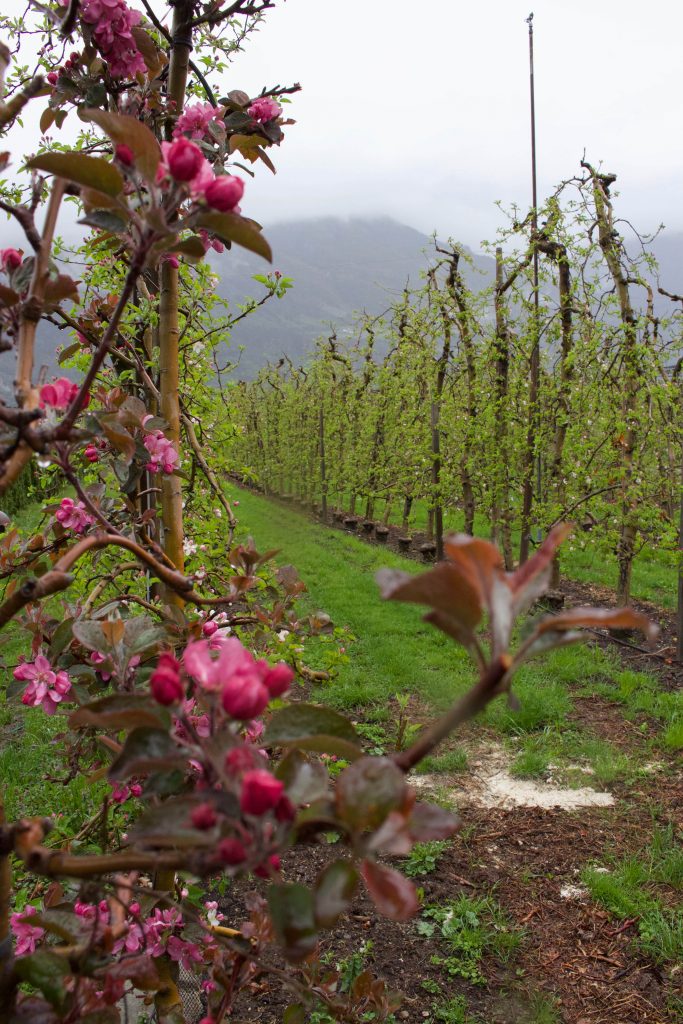 Zuid-Tirol appels